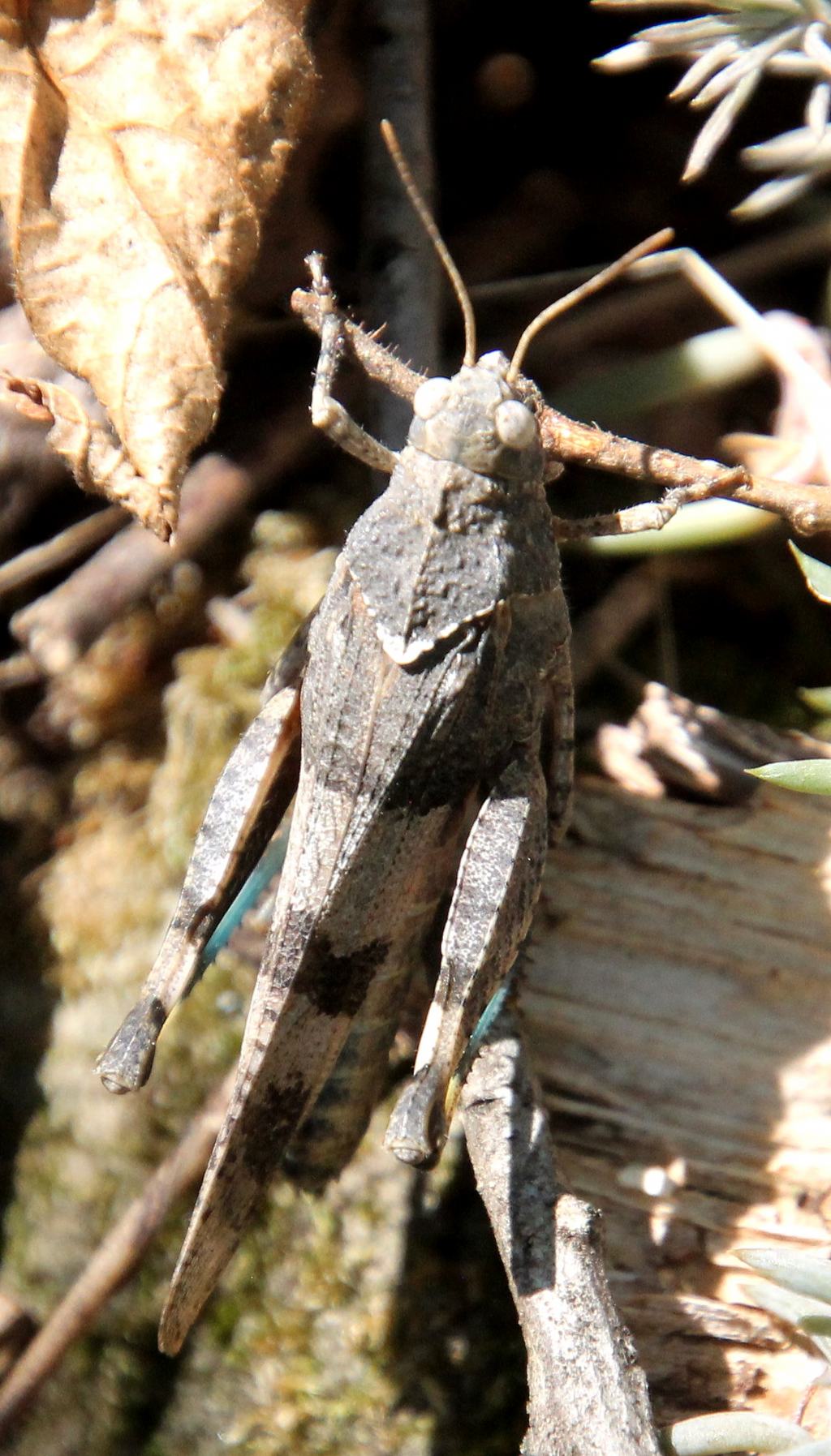 Oedipoda caerulescens caerulescens? S
